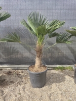 Trachycarpus Wagnerianus